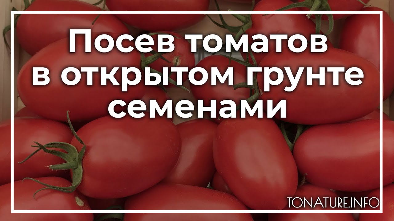 Глубина заделки семян томатов