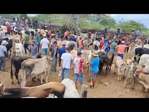 HOJE DIA /10/04/2026/GRANDE FEIRA DE GADO EM TABIRA Venha Conferir