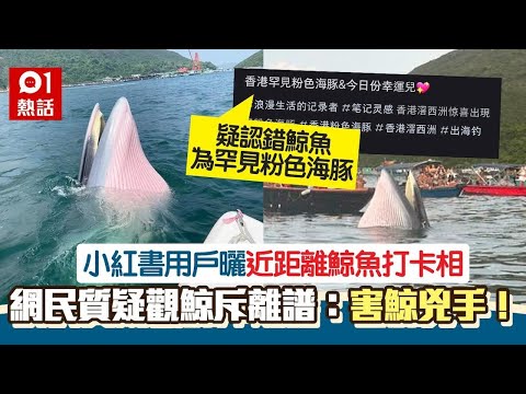 西貢鯨魚｜小紅書用戶曬近距離鯨魚打卡相　寫錯「罕見粉色海豚」｜01熱話｜鯨魚｜海豚