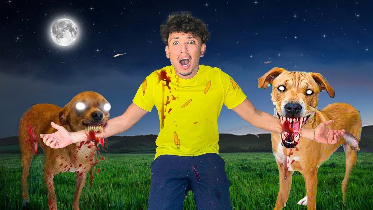 Мои собаки одержимы