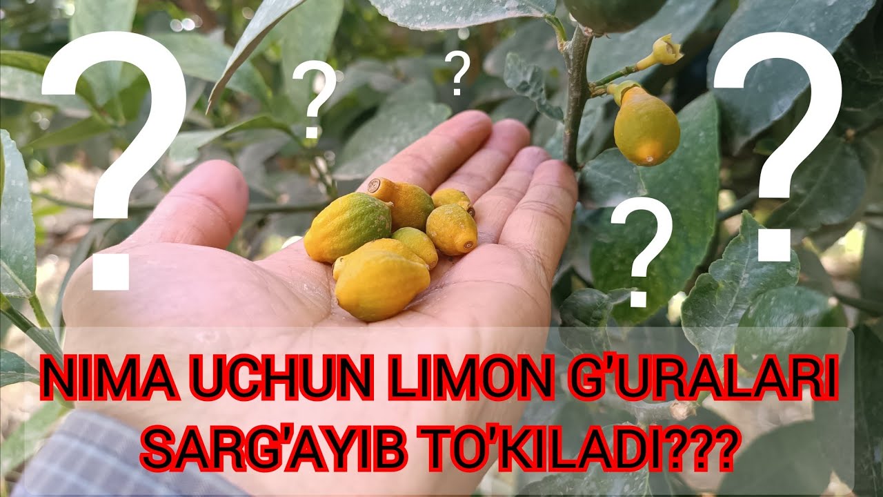 Limonlarimni mevasi sarg'ayib tushib ketyabdi sababi nima??? Qayerda xato qildim...🤦