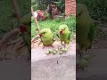 magic parrot 🦜 #birds #talkingparot #parrot #cute 🦜