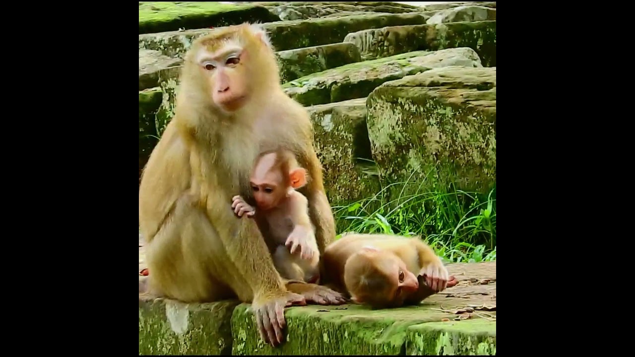 Luno cried for milk from Luna, but Luna refused.