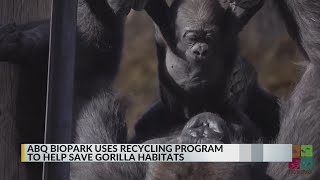 Full ABQ BioPark using recycling program to help save gorilla habitats News