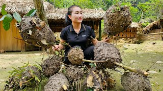 Harvest ant eggs, cabbage goes to the market sell - Daily life on the farm | Ly Thi Tam