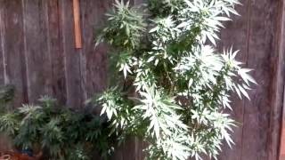 Loyal2dasoil #gorilla glue,indica,pineapple,and babies update