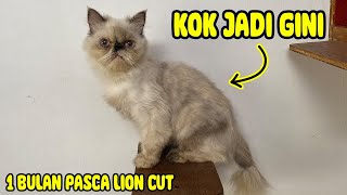 1 BULAN SETELAH LION CUT KLIWON | KOK JADI GINI ???