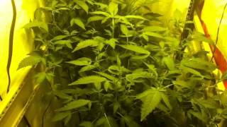 Just a view of the canopy