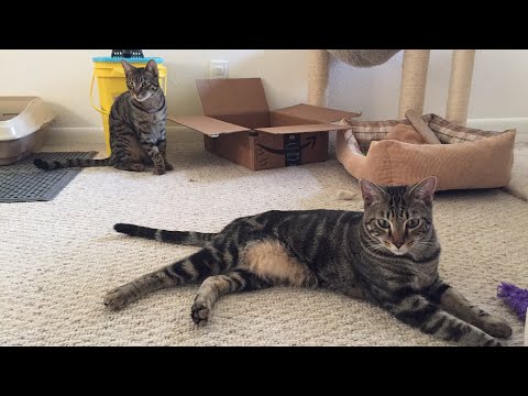 Alley to Attic at Home: Alabama Kittens Closeup 5/30/18 Alley to Attic Kittens and Cats