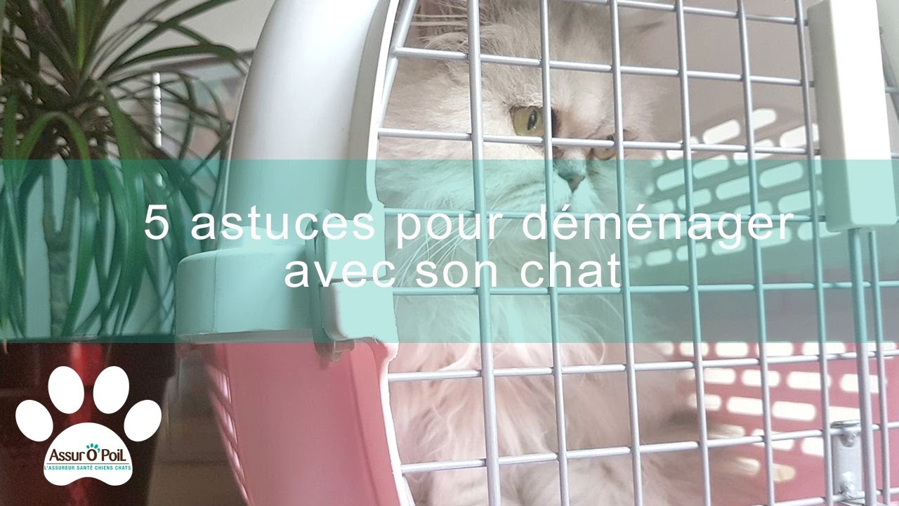 Déménagement Chat 5 Astuces Pour Déménager Avec Un Chat Assur Opoil