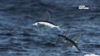 Как происходит массовый нерест в Карибском море Летучих рыб (Flyingfishes) — Exocoetidae ?