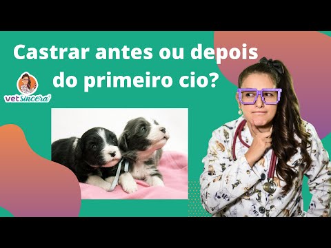 Vídeo: Você deve castrar antes do primeiro cio?