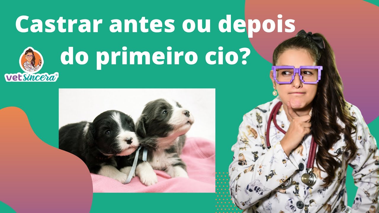 O que é melhor, castrar antes ou depois do primeiro cio? Castração de ...