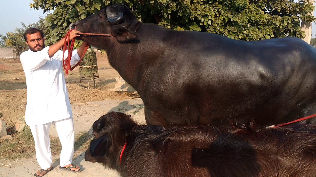 Murrah bull Balram. 2nd video with his calf.Super Murrah bull.9812158812