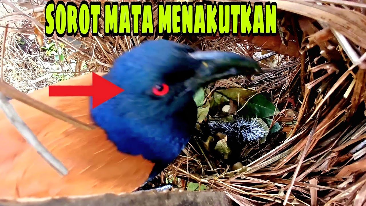 INDUK SEDANG MENCARI MAKAN SANG ANAK DI BULI INDUK BURUNG BUBUT LAIN SAMPAI PINGSAN