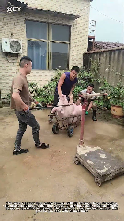 '3 Farmers Load a Pig Onto Truck in 60 Secs | Rural Life Hacks'