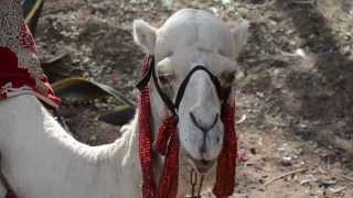 Video Toerkoop Reisburo A&A Tours