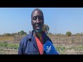 LIMULUNGA FARMER COUNTS LOSSES AS PESTS WIPE OUT CROPS