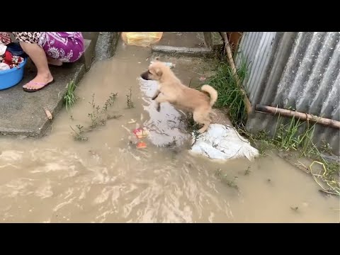 濁流を渡る為、野良子犬マメが大ジャンプする！でもその後は？💦【野良犬保護活動💖】