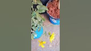 agar kalele pan ka ahsas hai to ue bardan samjhe #motivational #youtubeshorts