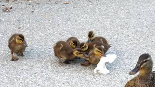 Baby Ducks Quacking & Playing
