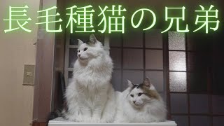 【長毛種猫】長毛種猫の兄弟の様子を撮ってみました。