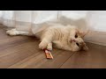 🍋キッチンからちゅーるを持ち出し、開けろと訴える猫
