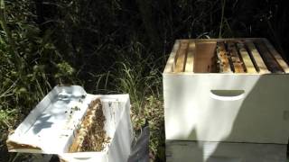 Part 2 Carniola Bees Nuc to Hive transfer