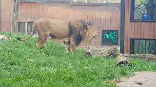 Bailey the Lion at Colchester Zoo