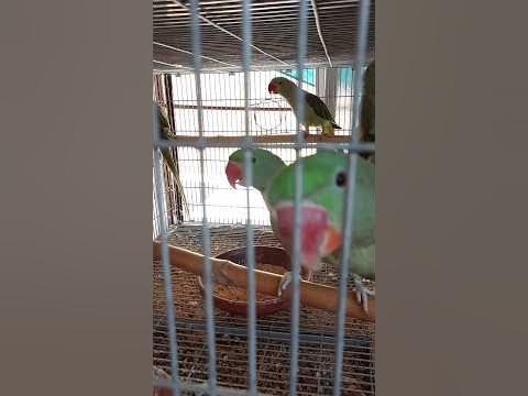 Kashmiri Parrots |Raw Parrots |Kashmiri Raw Parrots |Parrots #viral # ...