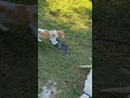 What? Another stray cat coming in. 😺