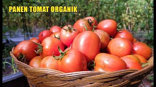 Download Lagu Tomat Organik, Buah Awet Tidak Mudah Busuk (Panen Sayur Organik) MP3 Download Lagu Tomat Organik, Buah Awet Tidak Mudah Busuk (Panen Sayur Organik) MP3