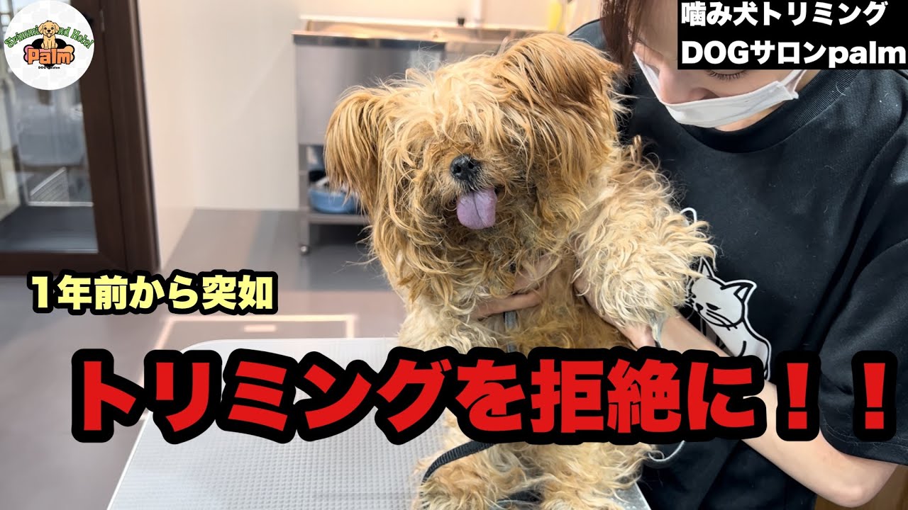 【初来店】1年振りのトリミング！突如噛み犬になったヨーキー