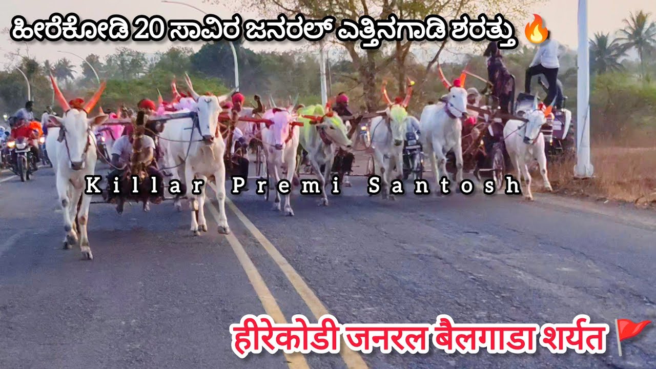 ಹಿರೆಕೋಡಿ 20 ಸಾವಿರ ಜನರಲ್ ಎತ್ತಿನಗಾಡಿ ಶರತ್ತು || हीरेकोडी जनरल बैलगाडा शर्यत 🔥🚩#bailgadasharyat #sharyat