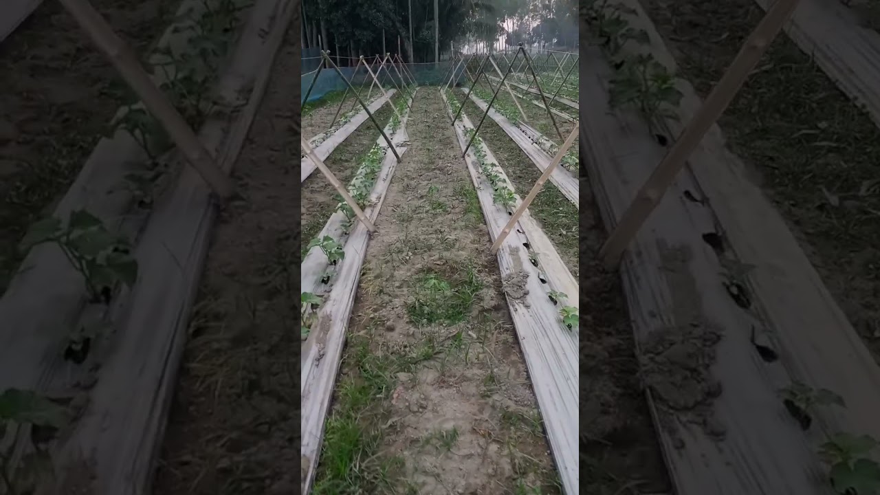 আবারো একটা নতুন শশার জমি চাষ করতেছি #shortvideo #dreamagro #agriculture #goatfarming #bangladesh