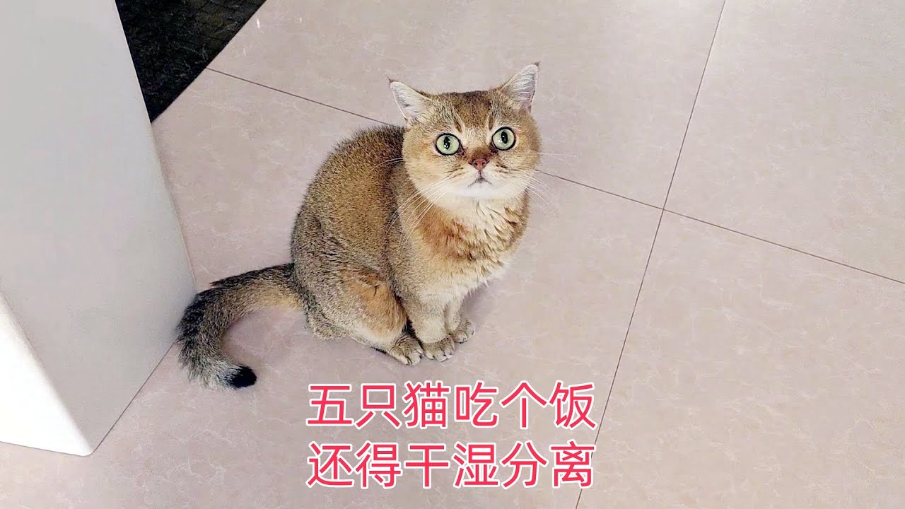 五只猫吃个饭还整出干湿分离?有只猫给自己吃成了两面派 - YouTube