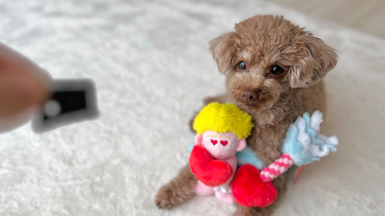 バレンタインでおやつとおもちゃを貰って大喜びするトイプードル