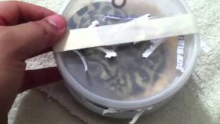 Famous Unboxing my new pair of Jungle Jaguar Carpet Pythons Wealth