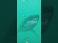 Sharks The Ultimate Tooth Machines 1