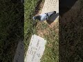 Pigeon following me in RI Veterans Cemetery