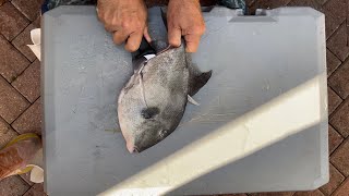 How To Fillet A Triggerfish