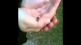 Lightning Bug Has Bad Day.avi