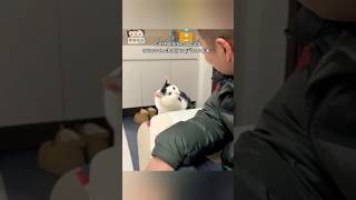 Une scène animale qu’on n’oublie pas #shorts
