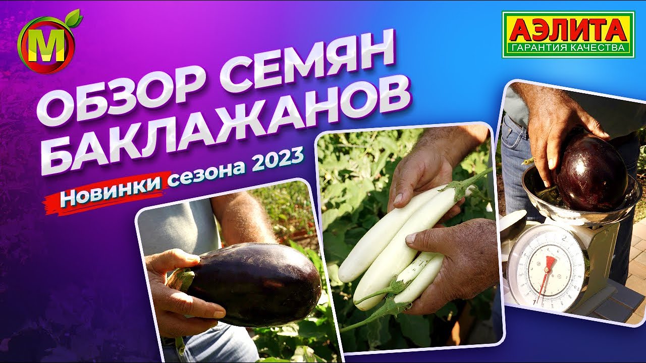 ТОП СЕМЯН БАКЛАЖАНОВ на сезон 2024! Новинки семян для открытого грунта.