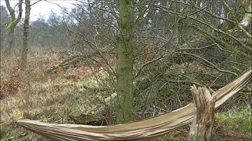 Identification of the Sliver Birch