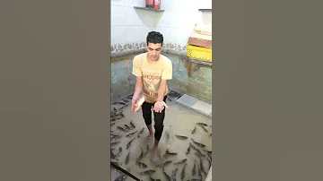 السمك البلطي السريعه في قلب حوض السمك الكبير ايه ده ميزو 