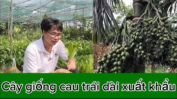 Cây giống cau tứ thời trái dài xuất khẩu năng suất cao hiệu quả kinh tế  || sdt/0867.878.995
