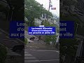 Japon : les images effarantes des ours qui s'attaquent aux passants en pleine ville｜TF1 INFO