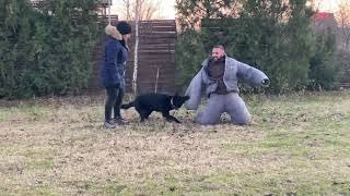 GSD female bite training (Black GSD female) Personal Protection Dog by EliteProtectionDogs 182 views 2 years ago 3 minutes, 24 seconds