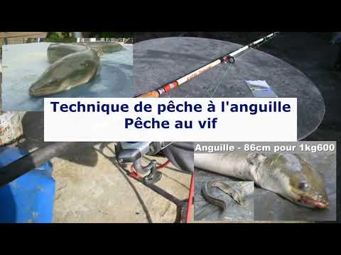 Comment et avec quoi pêcher l'anguille (tuto n°2 - pêche au vif)